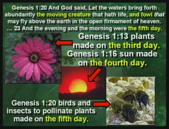 Onderlinge samenhang derde, vierde en vijfde scheppingsdag. Afgebeeld zijn plant, zon en insecten, die elkaar onderling nodig hebben en dus in korte tijd geschapen moeten zijn.