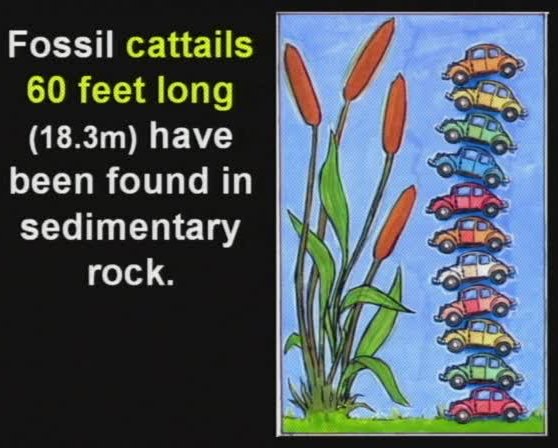 Fossiele kattestaarten van 18,3 meter zijn gevonden.